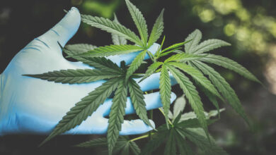 Photo of Come coltivare legalmente cannabis in casa